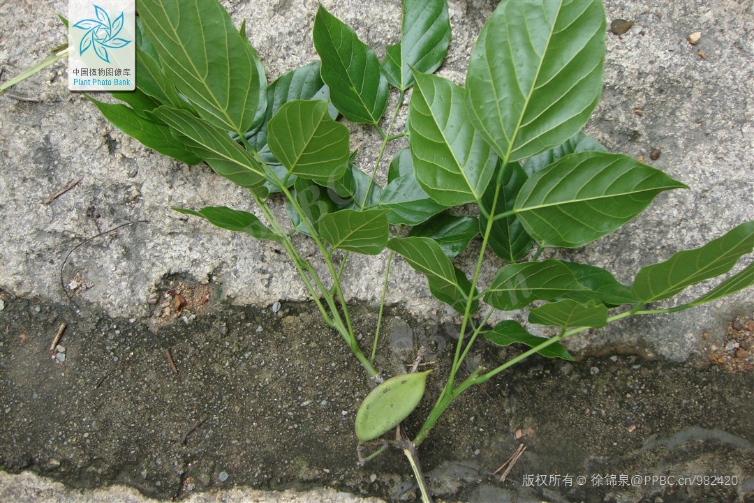 Bánh dày